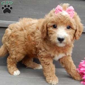 Lucy, Mini Goldendoodle Puppy